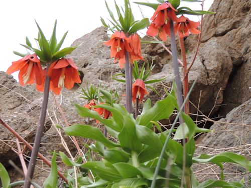 گل های نادر بهاری در طبیعت زیبای چهار محال و بختیاری+تصاویر دیدنی