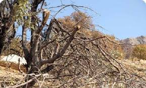 خشکیدگی درختان بلوط، معضلی که جنگل های استان را به ورطه نابودی می کشد