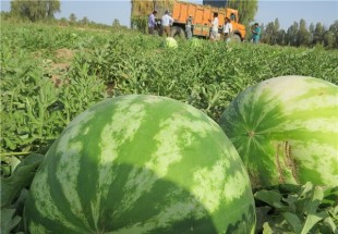 کاشت هندوانه برای نخستین بار در سطح وسیعی از مزارع چهارمحال و بختیاری