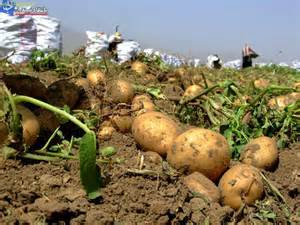 برداشت بیش از 101 تن سیب‌زمینی از هر هکتار زمین زراعی در استان