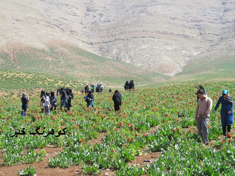 گزارش تصويري از دشت لاله کوهرنگ
