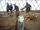 متخلفين صيد غير مجاز ماهي در اردل دستگير شدند