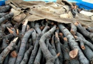 کشف 10 وانت‌بار چوب بلوط و 40 گوني زغال در شهرستان لردگان