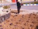 آغاز عمليات کاشت 3000 گل فصلي در سطح شهر اردل
