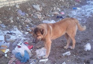 تهديد بهداشت شهري با ازدياد شدن سگهاي ولگرد در اردل