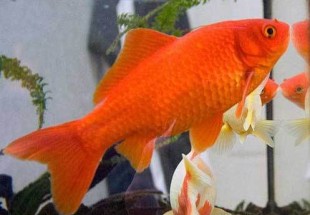 توصیه‌های بهداشتی برای نگهداری ماهی قرمز سفره هفت سین