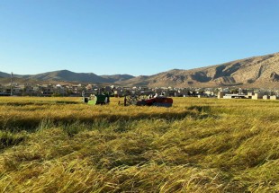 برداشت برنج از سطح مزارع شهرستان لردگان آغاز شد