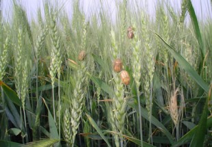 سمپاشی بیش از 3 هزار هکتار از مزارع درگیر با سن گندم در چهارمحال و بختیاری
