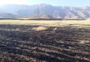20 هکتار از مزارع گندم منطقه ديناران در آتش سوخت