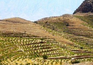 توسعه باغات چهارمحال و بختیاری در اراضی شیب‌دار