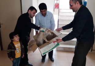 نجات يک روباه زخمي توسط شهروند اردلي