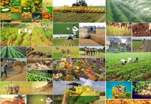 ۶۶هزار بهره بردار دربخش کشاورزی فعالیت دارند