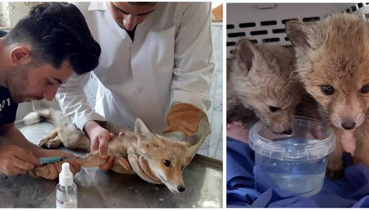 دو توله روباه  در چهارمحال و بختیاری درمان و به طبیعت بازگشتند