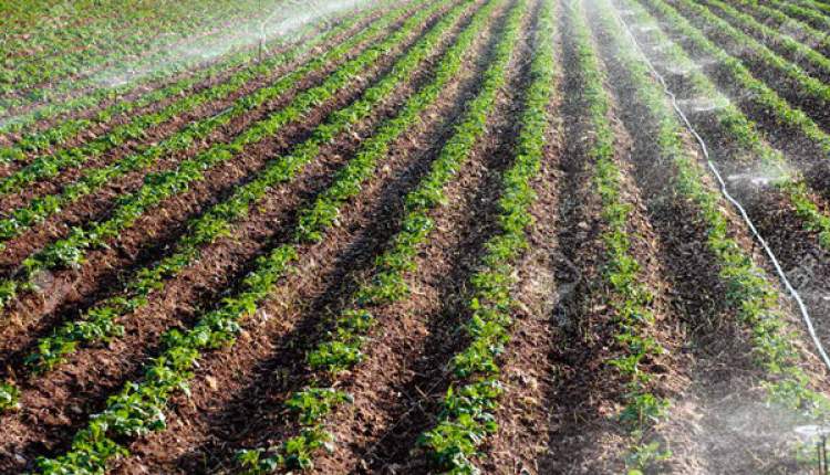 چهارمحال و بختیاری پیش‌رو در اجرای آبیاری نوین/ سیستم‌های تحت فشار راهی برای رونق کشاورزی، در خشکسالی