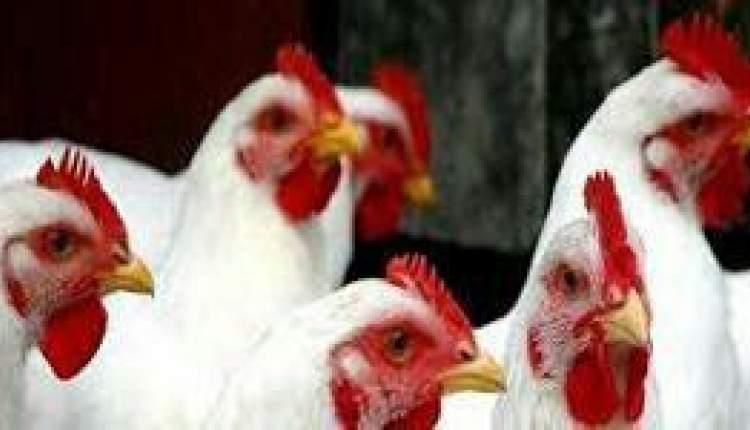 کشف بیش از 1000 قطعه مرغ زنده قاچاق در لردگان