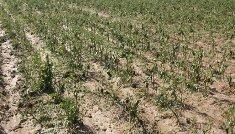 خسارت پنج هزار و ۷۰۰ میلیارد ریال به بخش کشاورزی
