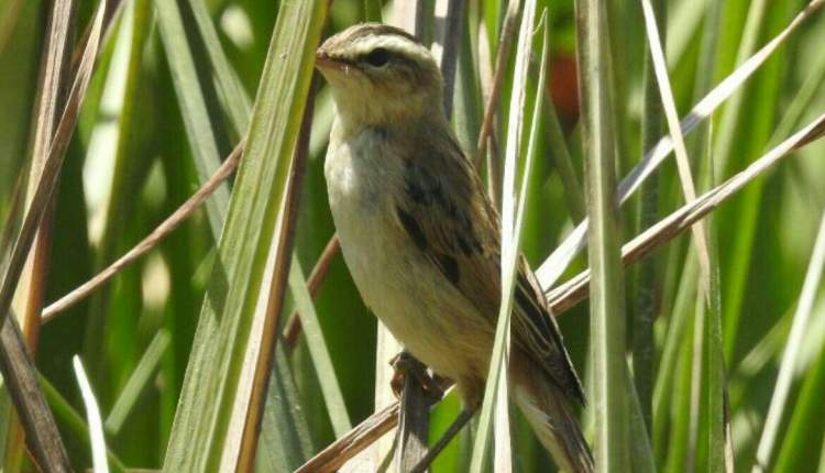 برای اولین بار یک گونه پرنده در تالاب گندمان مشاهده شد