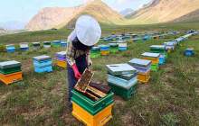 فعالیت بیش از 1000 زنبوردار در چهارمحال و بختیاری