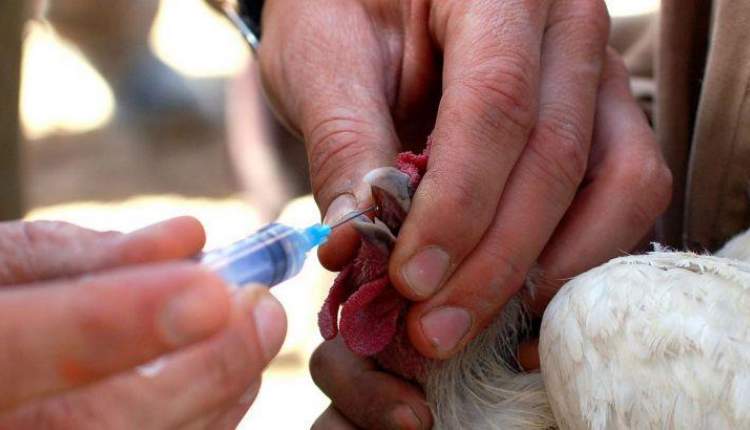 واکسیناسیون طیور بومی علیه نیوکاسل/45 هزار قطعه پرنده ایمن شدند