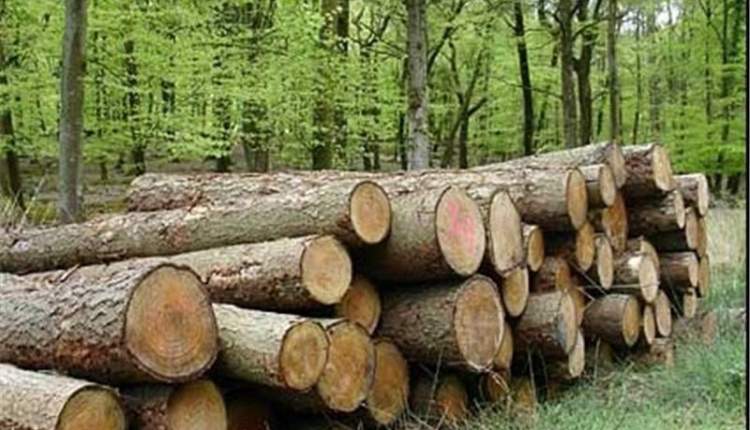 جمع‌آوری 7 تن چوب بلوط از متخلفین قطع درختان جنگلی