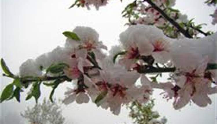 هشدار خطر سرمازدگی شکوفه‌های بادام چهارمحال و بختیاری