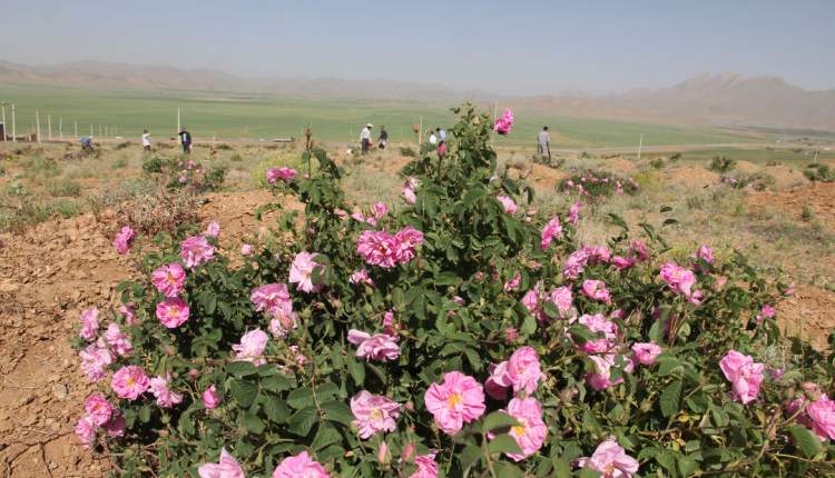توسعه کشت گل محمدی در راستای اقتصادی کردن مراتع/ کشت گیاهی که کاهش 70 درصدی فرسایش خاک را به دنبال دارد