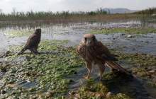 رهاسازی 2 بَهله پرنده شکاری دلیجه در طبیعت تالاب گندمان + تصاویر