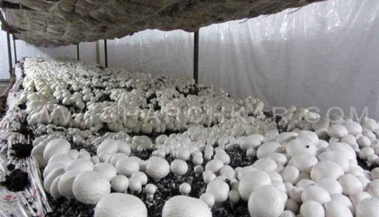 توليد سالانه 60 تن قارچ در اردل
