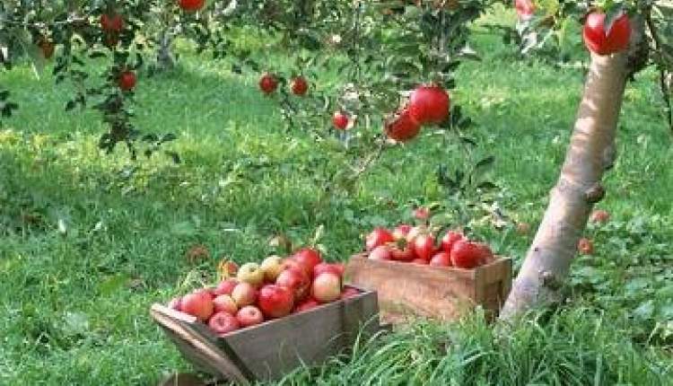 سالانه 65 هزار تن محصولات باغی در شهرستان سامان تولید می شود