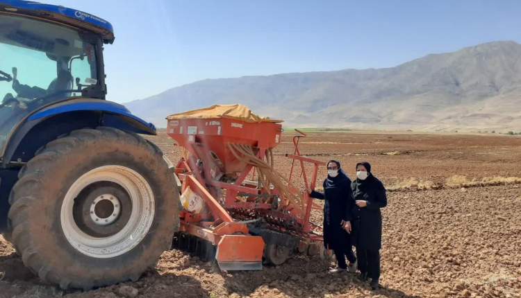 کشت دانه روغنی کلزا در40هکتار از  اراضی کشاورزی شهرستان اردل