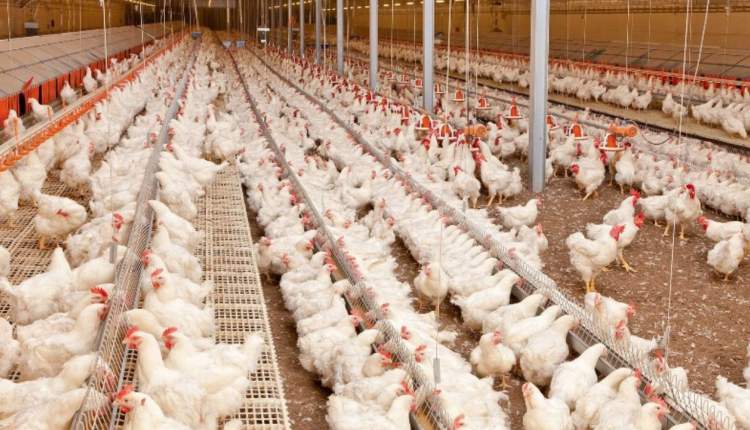 کمبود واکسن منجر به تلف شدن بسیاری از مرغ های مجموعه کشت و صنعت شهرکرد شد / تلفات 10 هزار مرغ به علت بیماری نیوکاسل