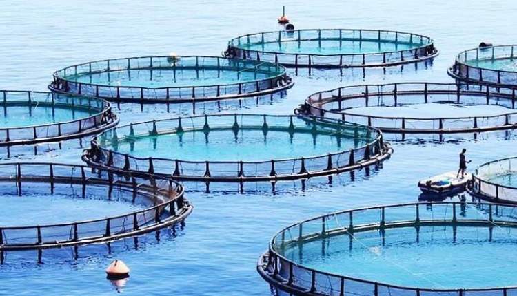 پرورش ماهی در قفس راهی برای توسعه اشتغال /چهارمحال و بختیاری قطب تولید ماهیان سردآبی کشور