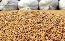 600 کيلوگرم خوراک آبزيان غيرمجاز در اردل معدوم شد