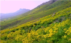 52 هزار هکتار اراضی در چهارمحال و بختیاری شناسایی شده است