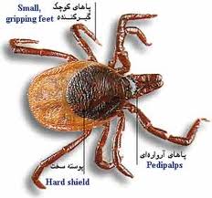 برگزاری کارگاه آموزشی سیستماتیک کنه با حضور پروفسور كويادزويچ در دانشگاه شهرکرد