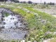 آبیاری محصولات کشاورزی با آب فاضلاب به سلامت محصولات آسیب می‏‌زند