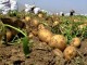۱۶۵ هزارتن سیب زمینی از مزارع استان برداشت می‎شود