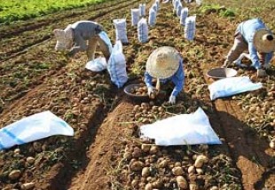 برداشت سيب زميني در شهرستان بن آغاز شد