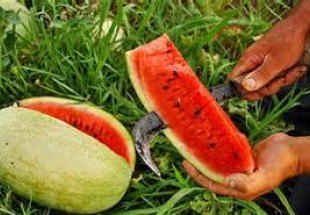 برداشت هندوانه از مزارع کشاورزي لردگان