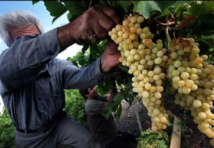 برداشت انگور از باغات بن آغاز شد