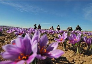 برداشت زعفران در بن آغاز شد