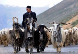 کوچ بهاره عشاير خوزستان به مناطق ييلاقي کوهرنگ آغاز شد