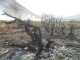 آتش بي‌تدبيري منطقه گنديان خراجي را خاکستر کرد