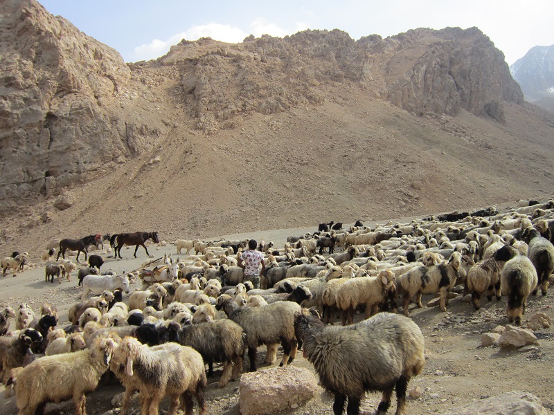 سیاه چادر عشایر