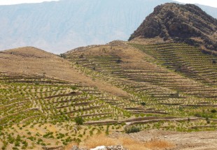 آغاز طرح جنگل‌کاري اقتصادي در شهرستان بن