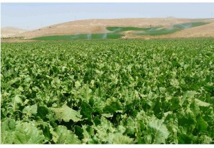 اشتغالزايي موقت بيش از 6 هزار نفر درکشت و برداشت چغندر قند