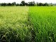 کمبود آب و عدم توجه مسئولين تهديدي براي مرغوبترين برنج کشور