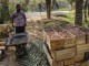 دستگاه خورشیدی گرده افشانی درخت خرما ساخته شد