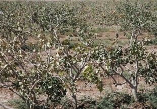 بي آبي کمر باغداران«زبيدآباد»را خم کرده است