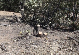 مرگ تلخ جنگل‌های بلوط در سایه طمع‌ورزی سودجویان/داستان قطع درختان بلوط در لردگان تمامي ندارد
